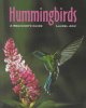 Go to record Hummingbirds : a beginner's guide